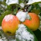Resumen de las variedades de manzanas de invierno almacenadas hasta la primavera