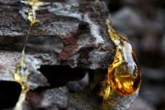 Consejos y formas de limpiar la resina del pino y otras coníferas de la ropa en casa