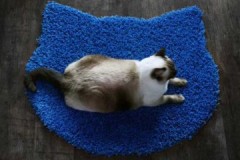 Métodos efectivos y simples sobre cómo limpiar el pelo de gato de la alfombra