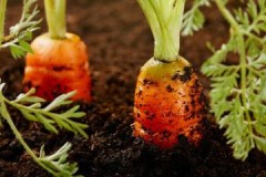 Formas efectivas de mantener las zanahorias en el suelo hasta la primavera