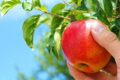 Jardineros experimentados consejos sobre cuándo y cómo almacenar manzanas